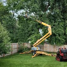 How Our Tree Care Process Works  in  Fruit Heights, UT